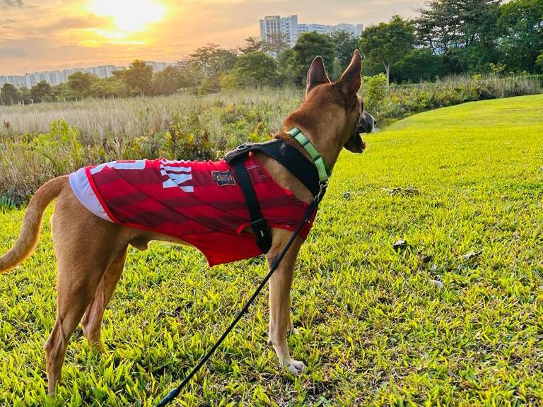 Chained dog with sunset background