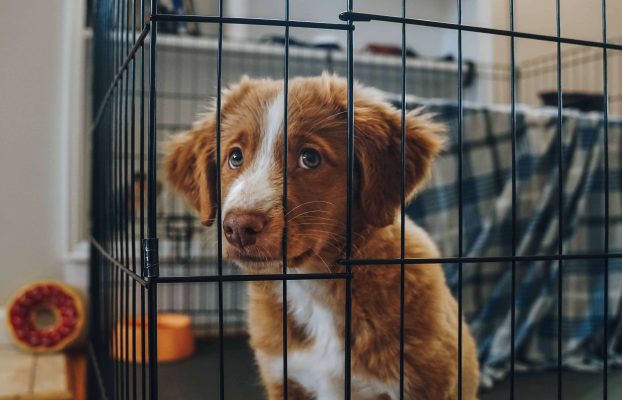 Cage or crate: make sure it serves the interests of the dog. Not yours.