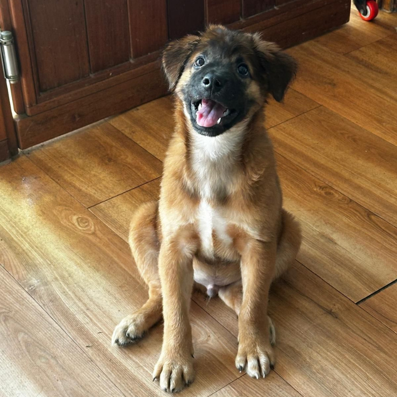 Juno Chained Dog Awareness Singapore