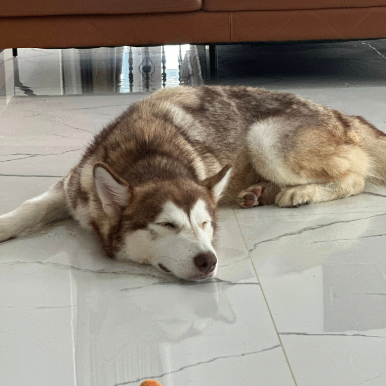 pita2